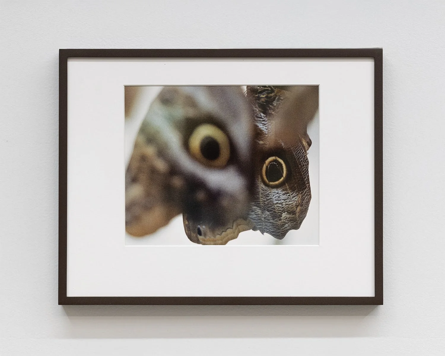 ro art services presents Assaf Evron: if a butterfly ever saw an owl   On view October 25 to December 6, 2025    Thursday through Saturday 12 to 6 pm, and by appointment    OSMOS Address  50 E 1st Street  New York, NY 10003   osmos.address@gmail.co