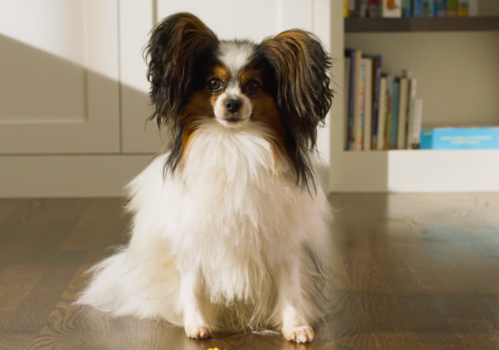 Pet Plate tabletop
