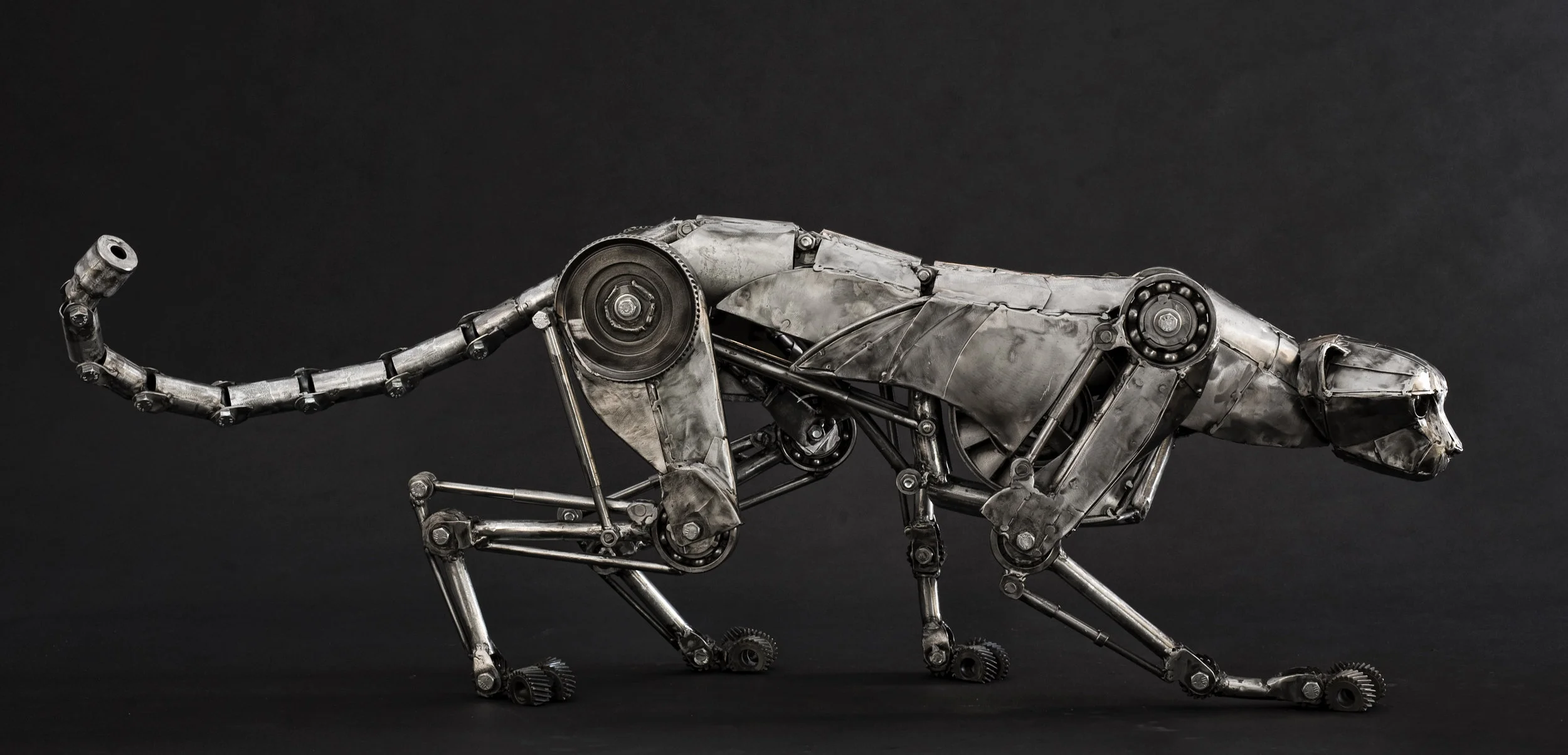 Cheetah creeping 1-1.jpg