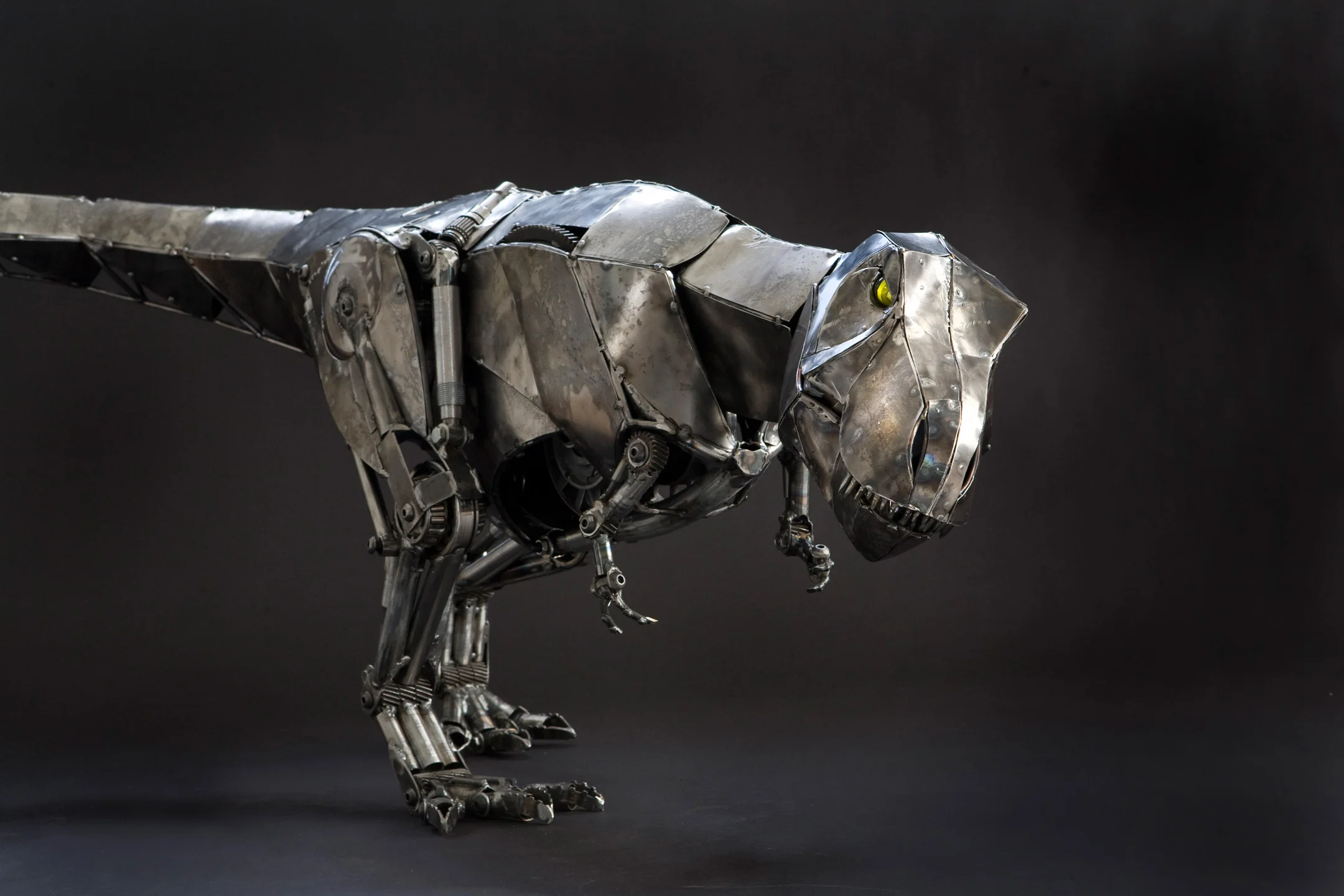 T rex_MG_0536.jpg