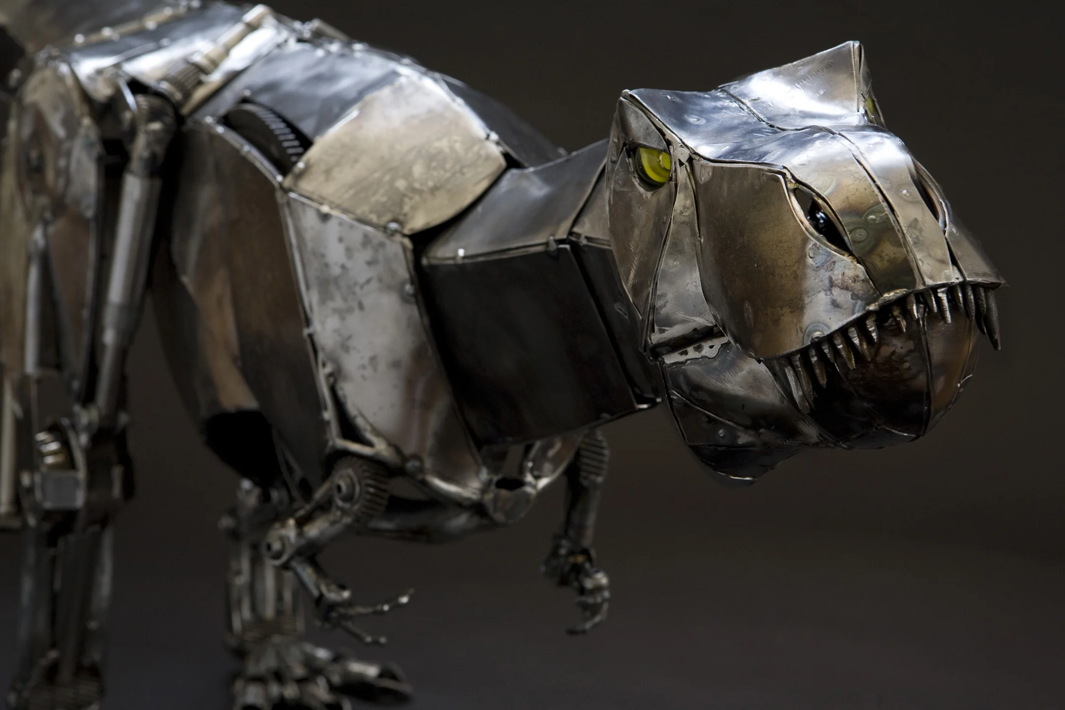 T rex_MG_0454.jpg