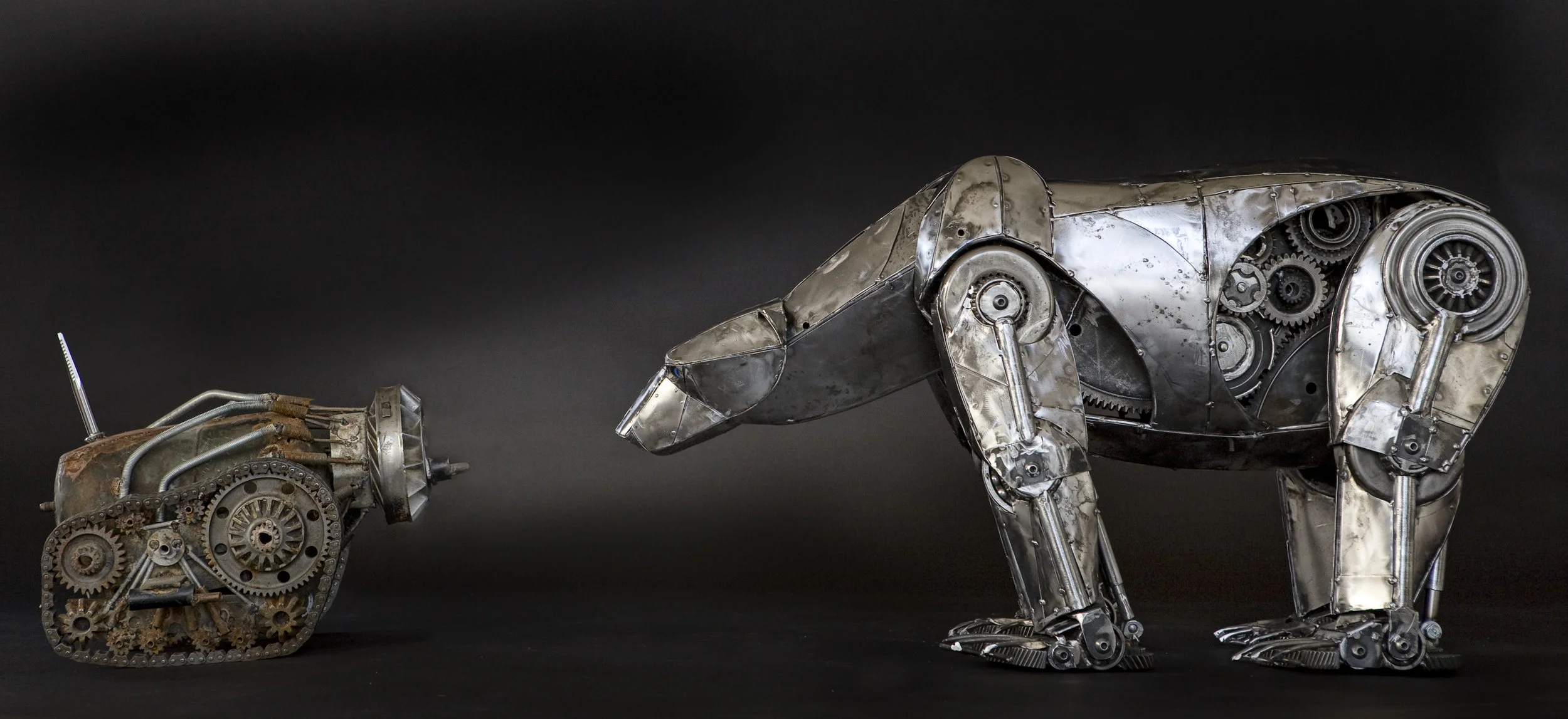 polarbear - curious.jpg