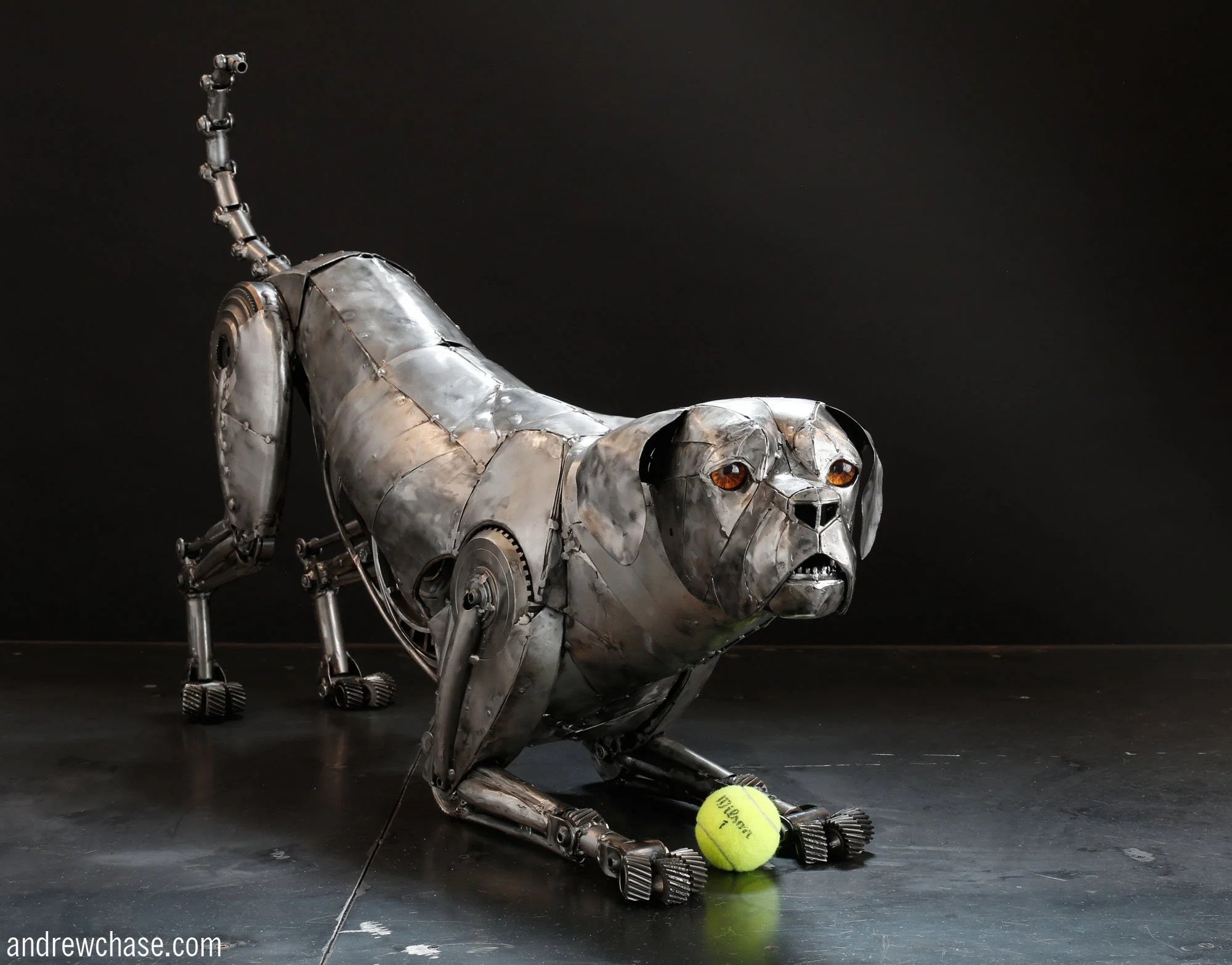 Dolly - downward dog.jpg