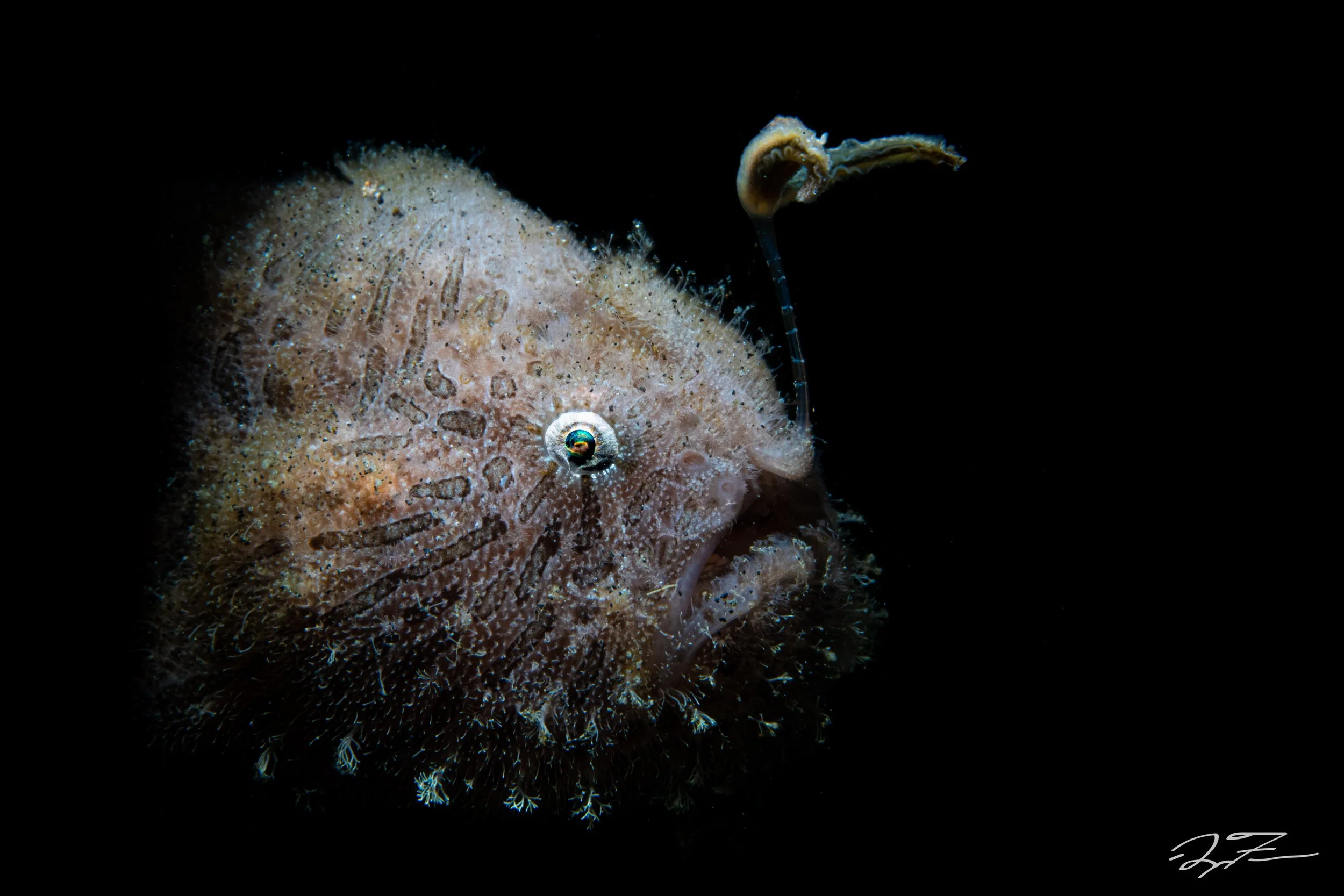 Frogfish-2018.jpg