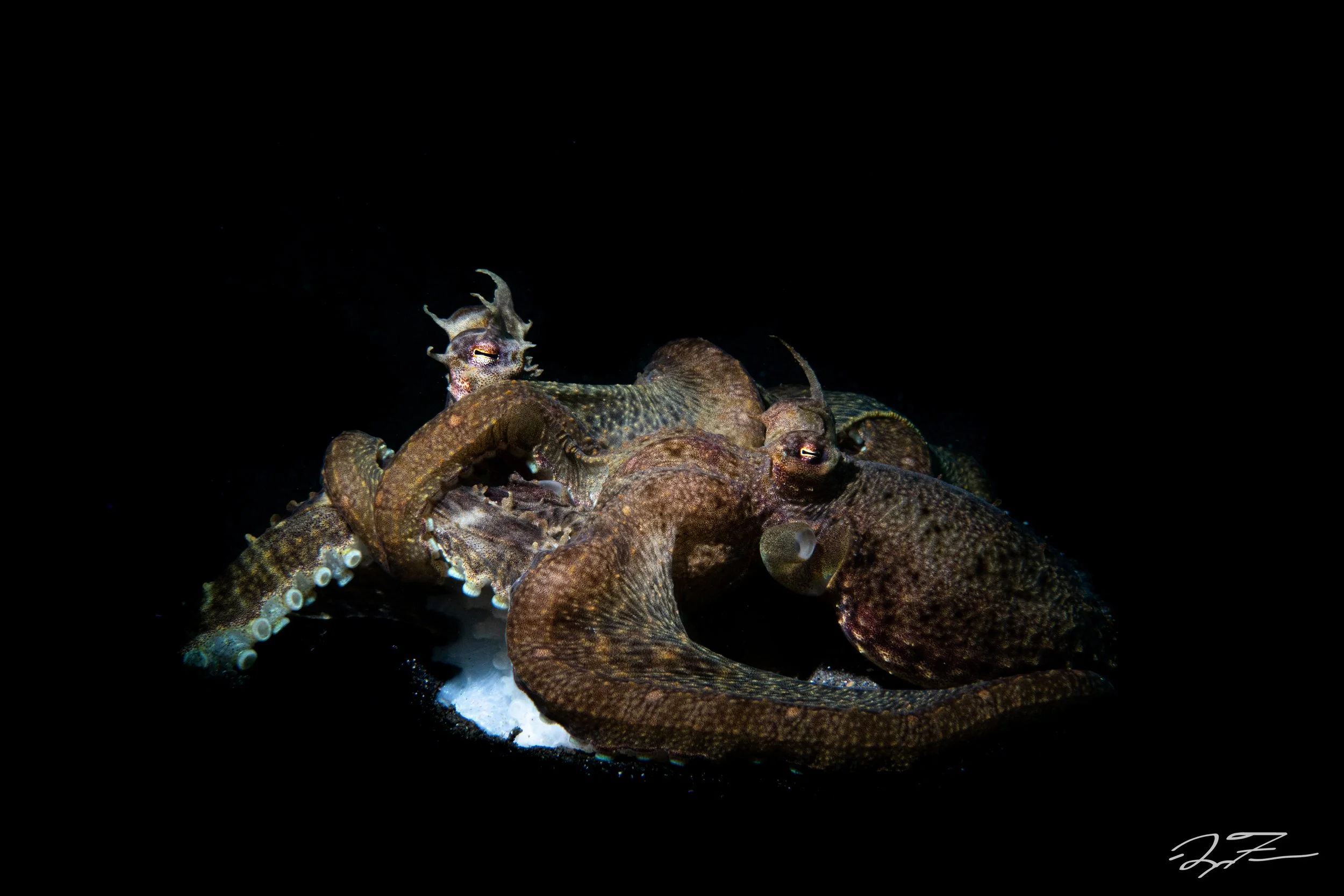 Mating Mimic octopus-1311.jpg