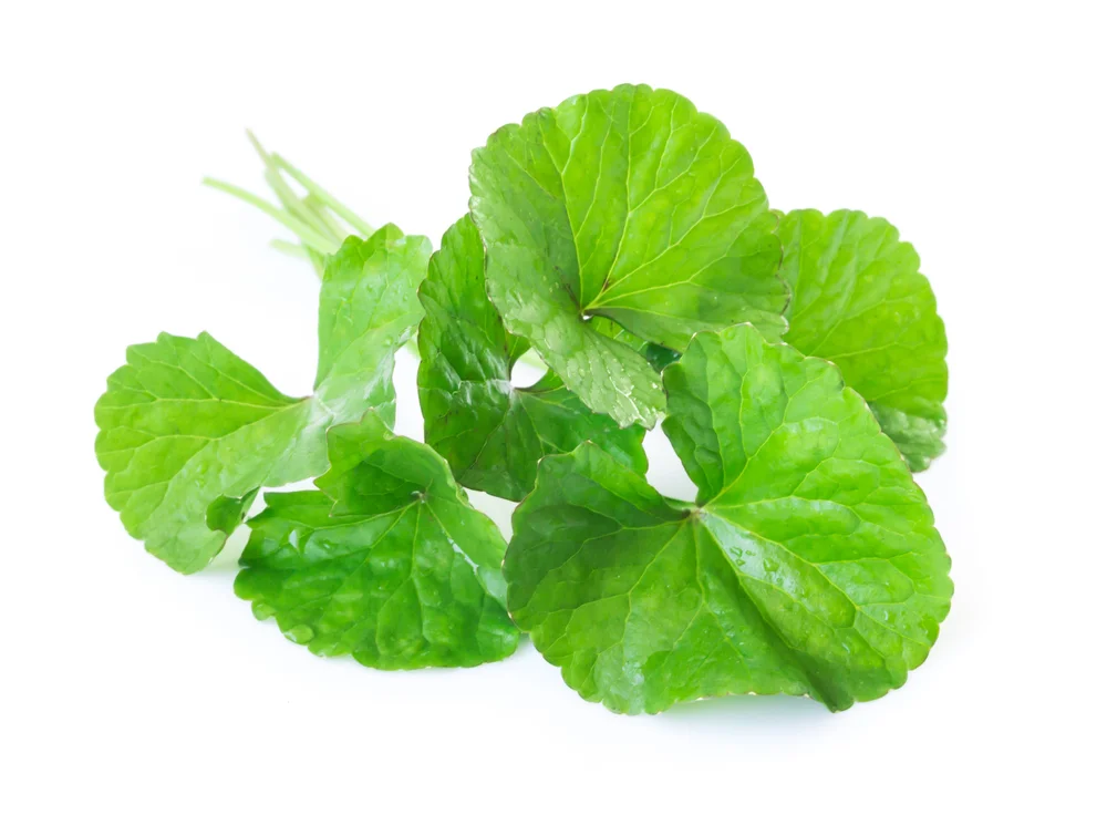 gotu kola.jpg