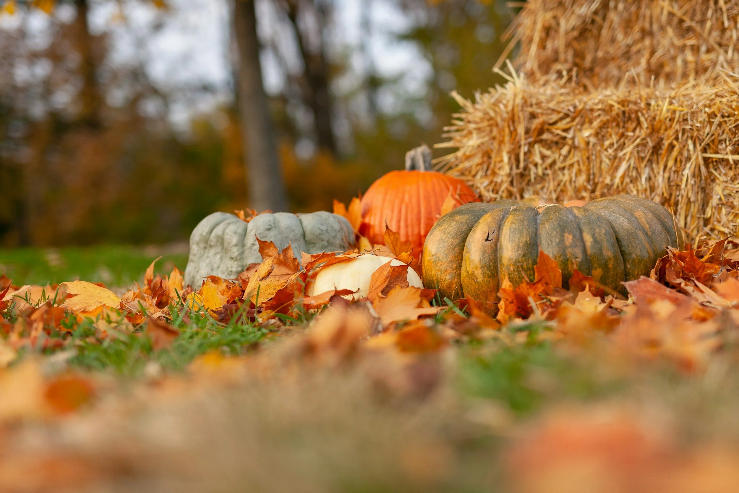 Save the Date: Fall Festival 2026