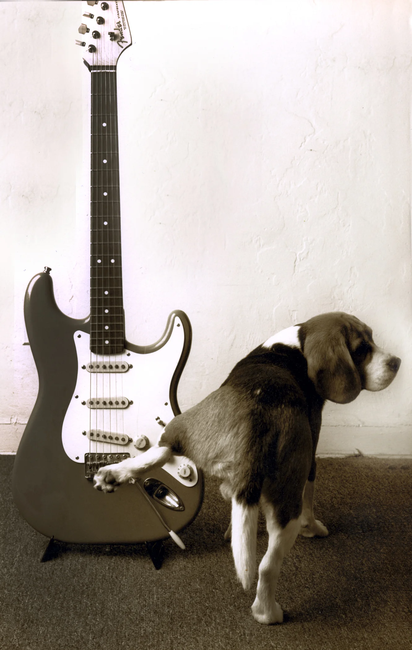 dog 2.jpg