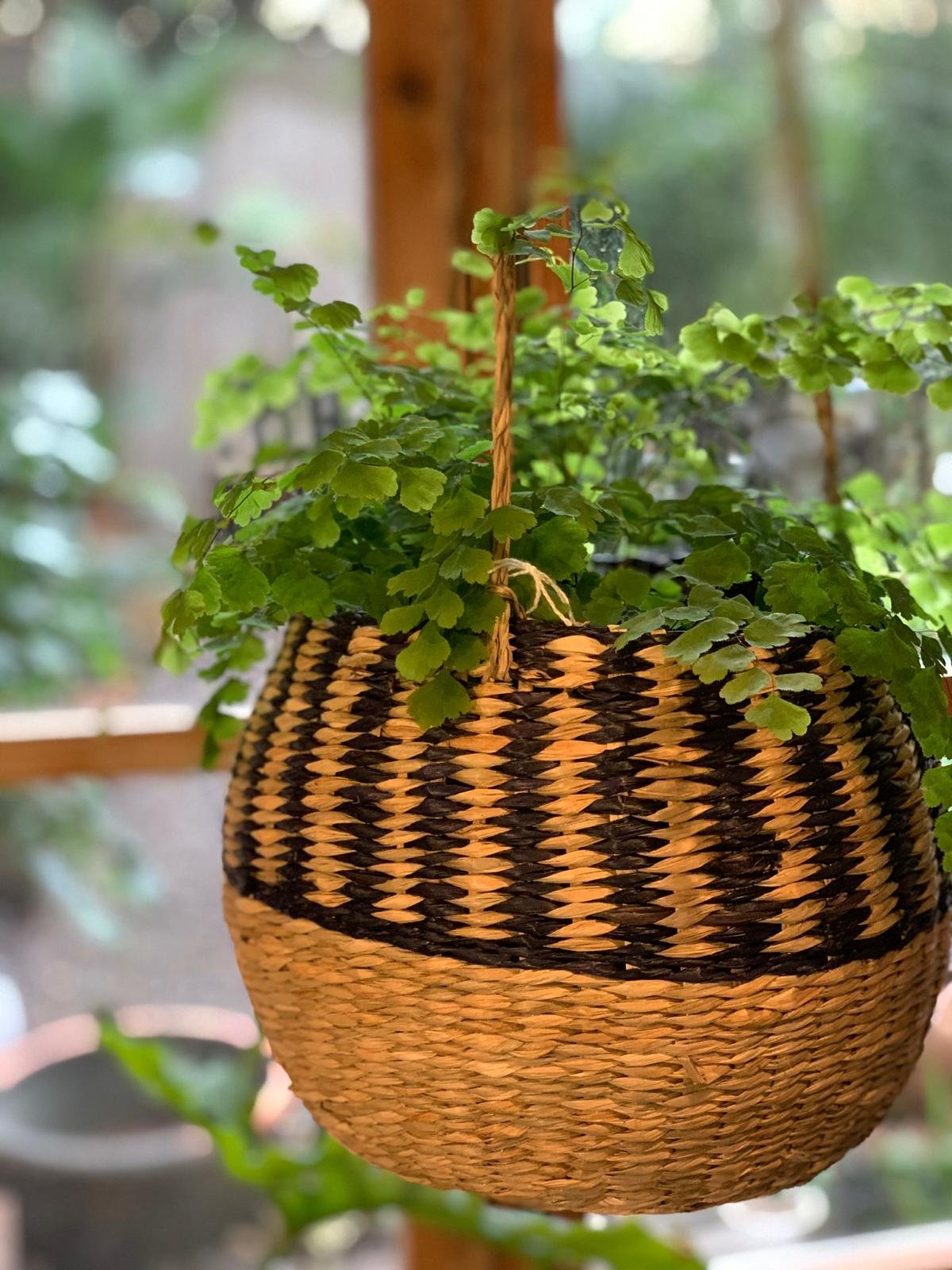 Las mejores plantas de interior en Barcelona