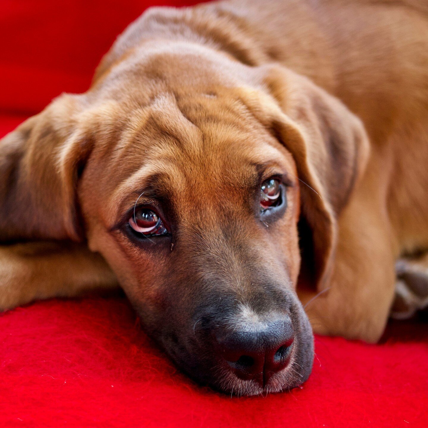 Raise your paw if spring allergies have got your eyes a'weepin'! 🤧🌷😭🌿A first line of defense for red, itchy eyes this time of year when the pollen is flying can be antihistimine eye drops, which can help you feel relief right away. But should tho