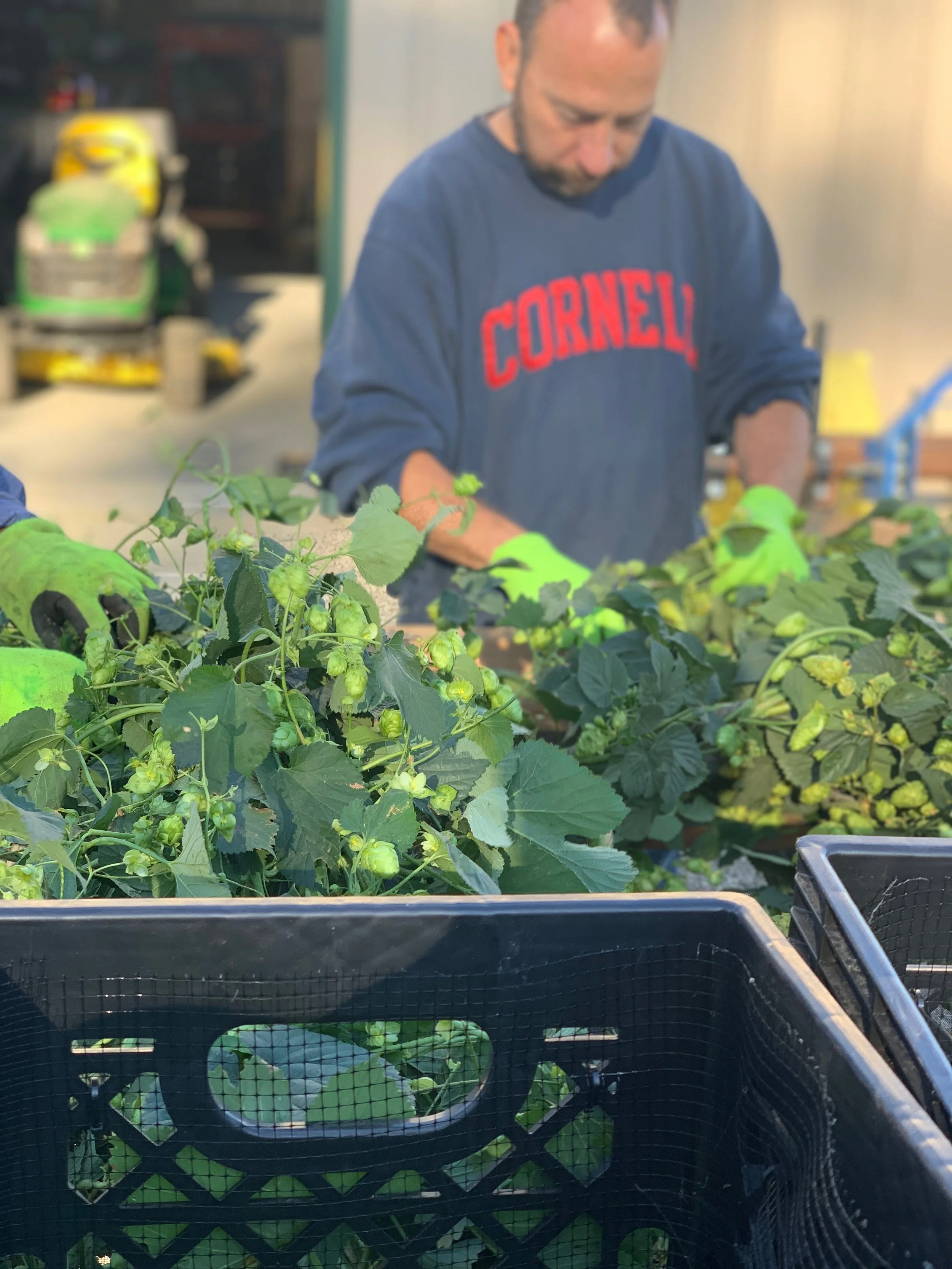 Harvest Time!