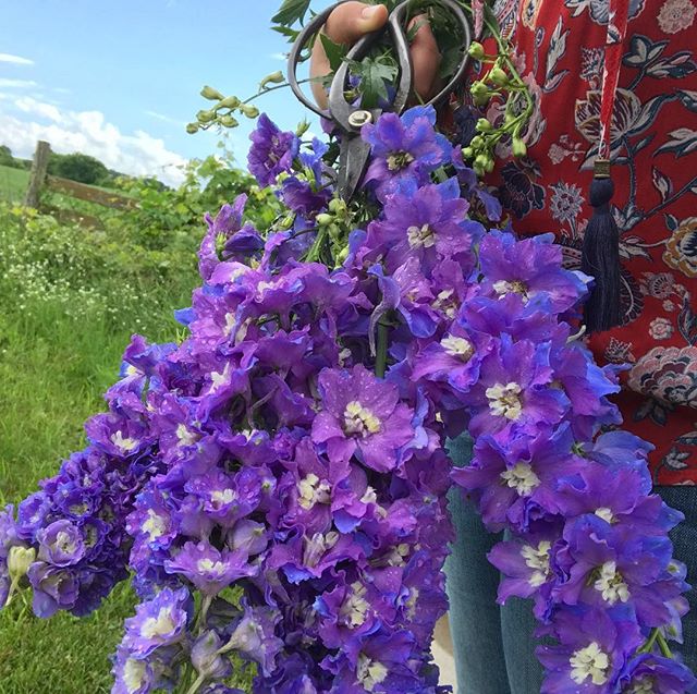 #freshcutflowers #wisconsingrownflowers