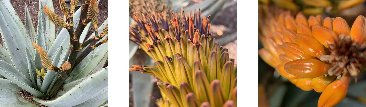Cactus Flower Triptych