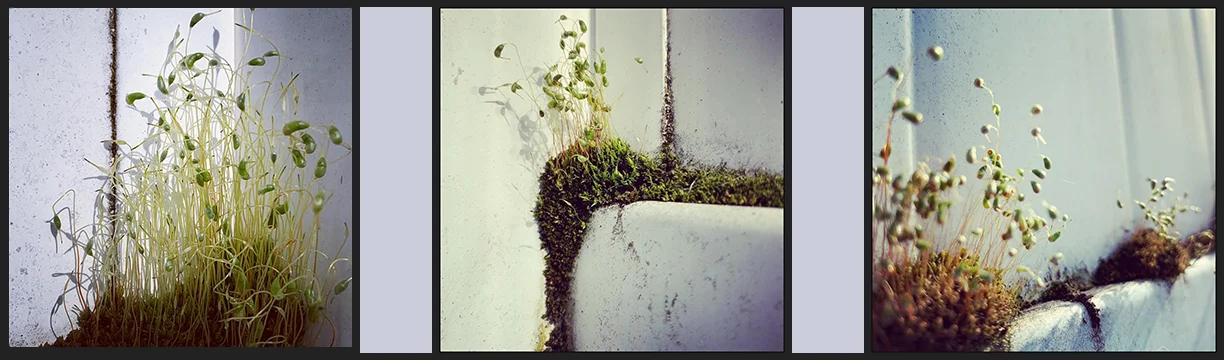Secret Gardens Triptych