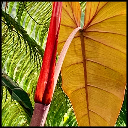 Hawaiian Flora