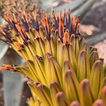 cactus flower close up2_web.jpg