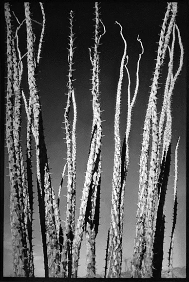 Ocotillo