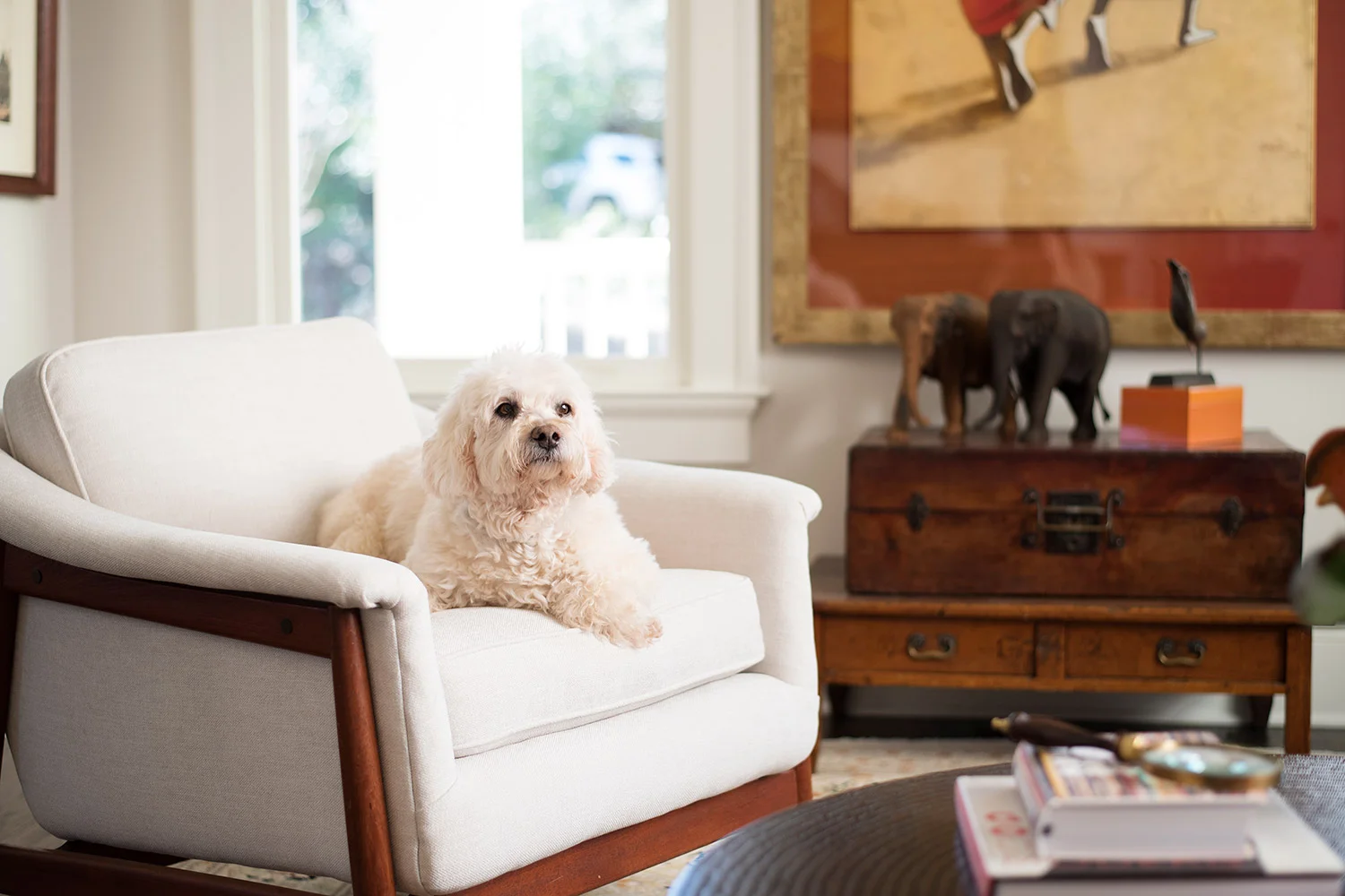 Dog lounging on ivory arm chair in sitting room