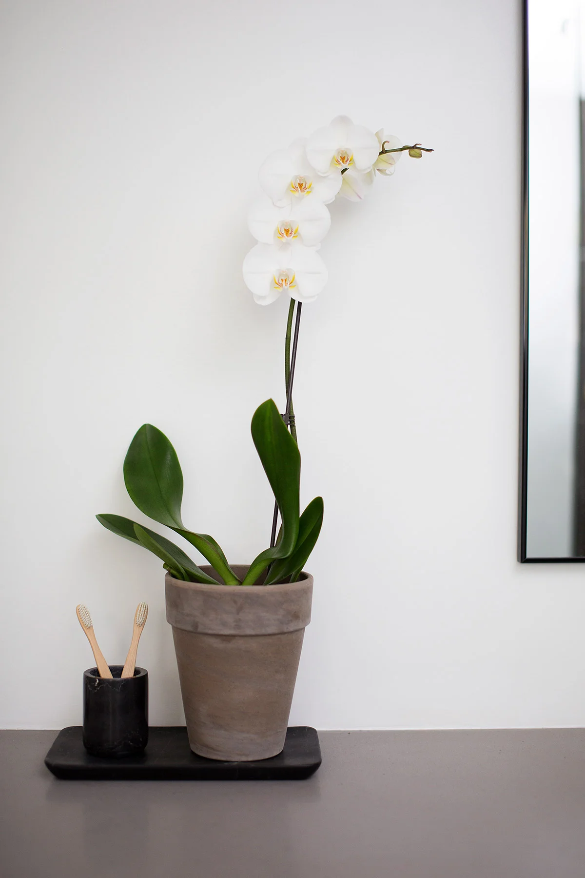 Orchid in master bathroom