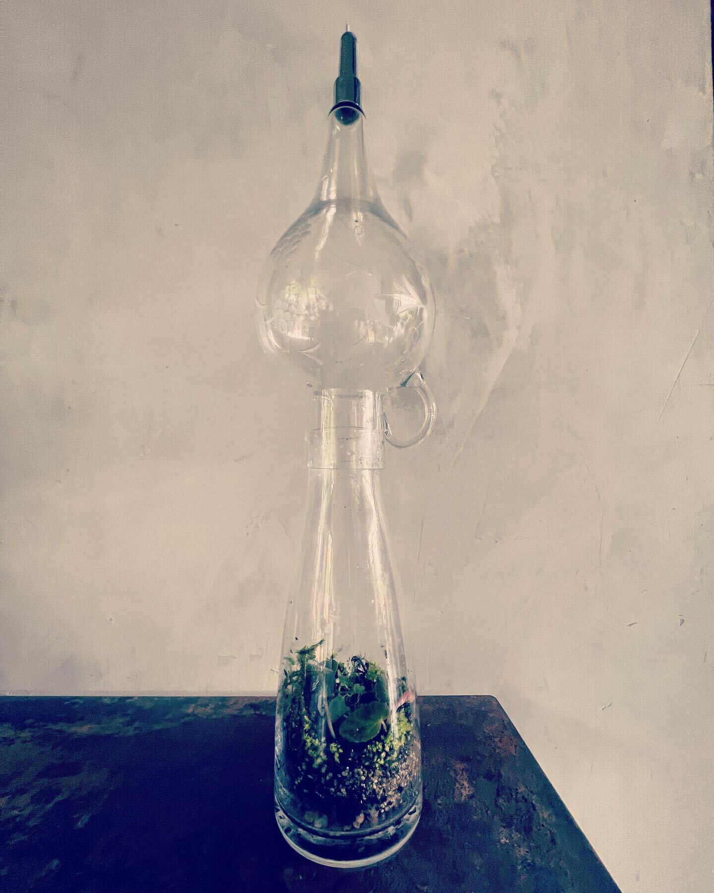 Just a vase with an odd glass distiller upside down on top #terrarium #livesphagnummoss #begoniathelmae #randomcuttings