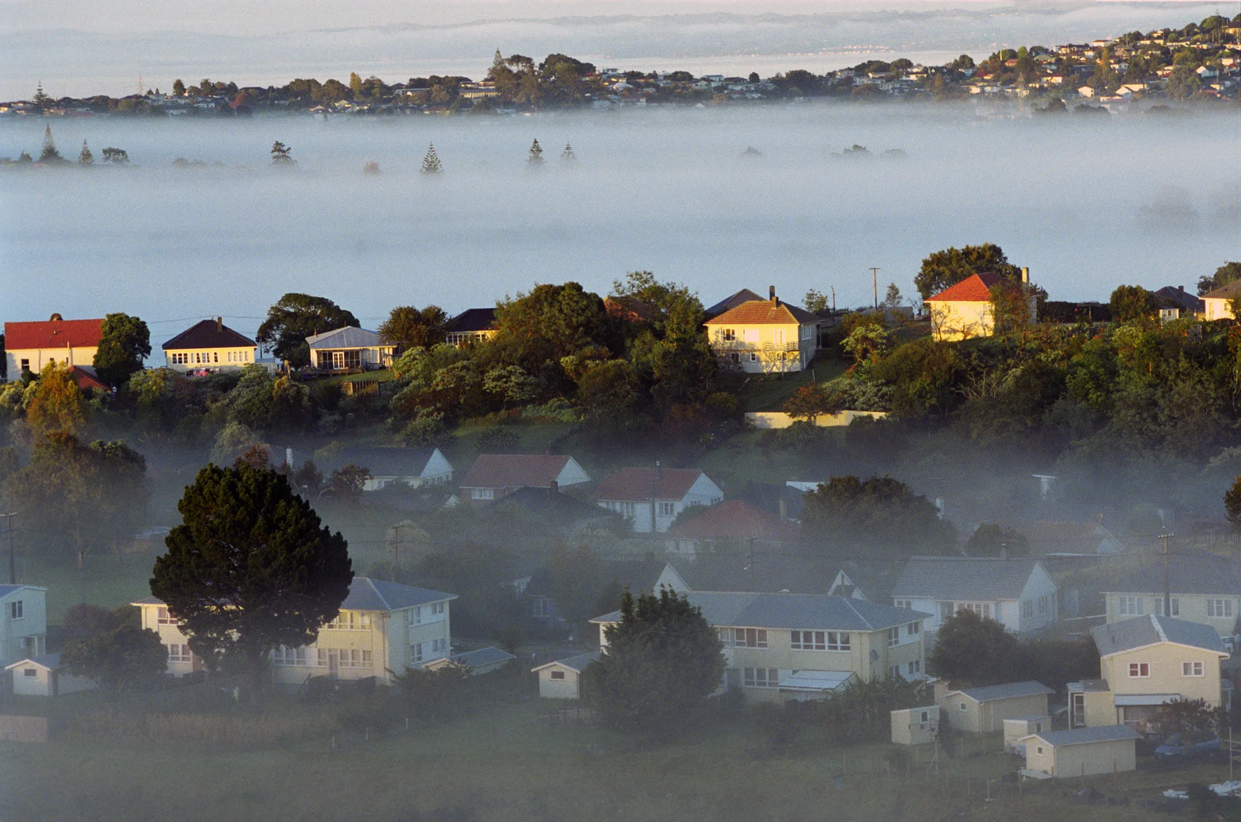Oasis in the mist