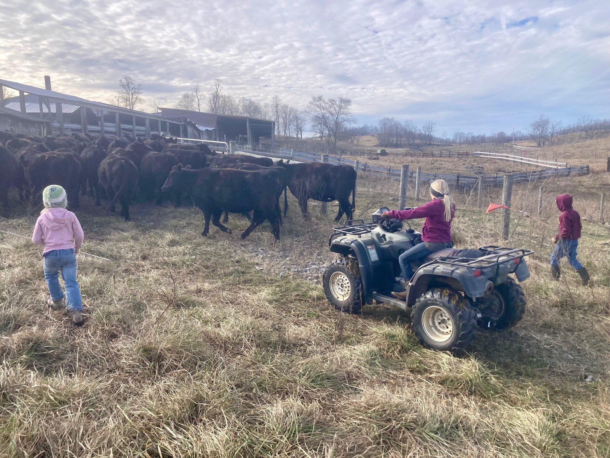 Merry Christmas, Bred Heifers, Repentance and Forgiveness