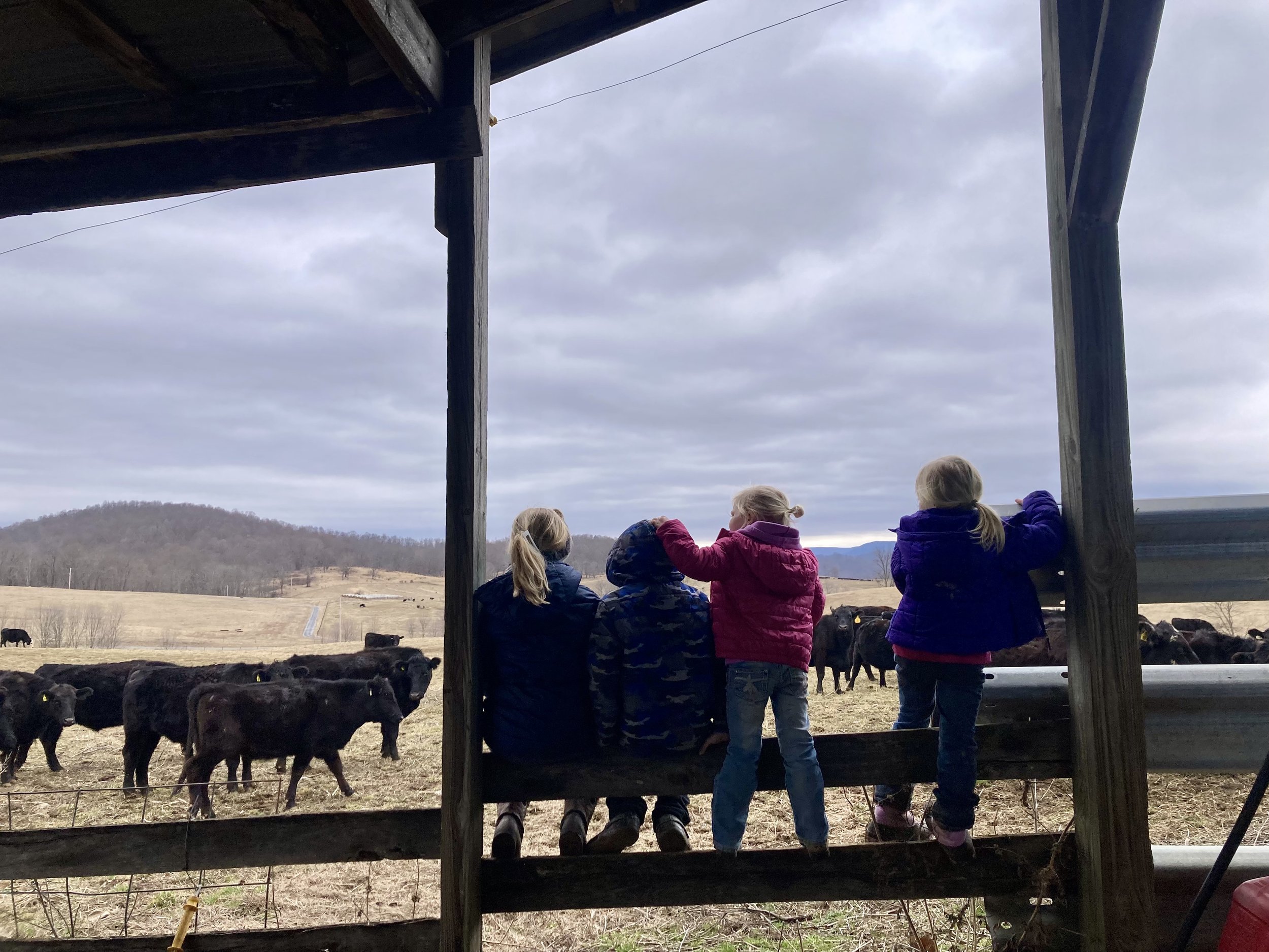 Mud, Deliveries, Pork Shares