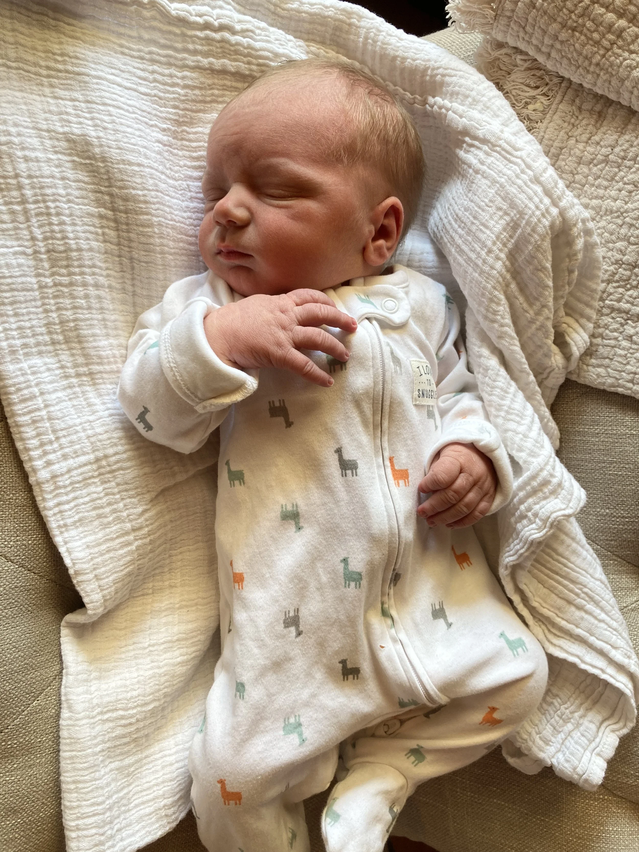 Baby Boy, buying Hay, Bulls Out