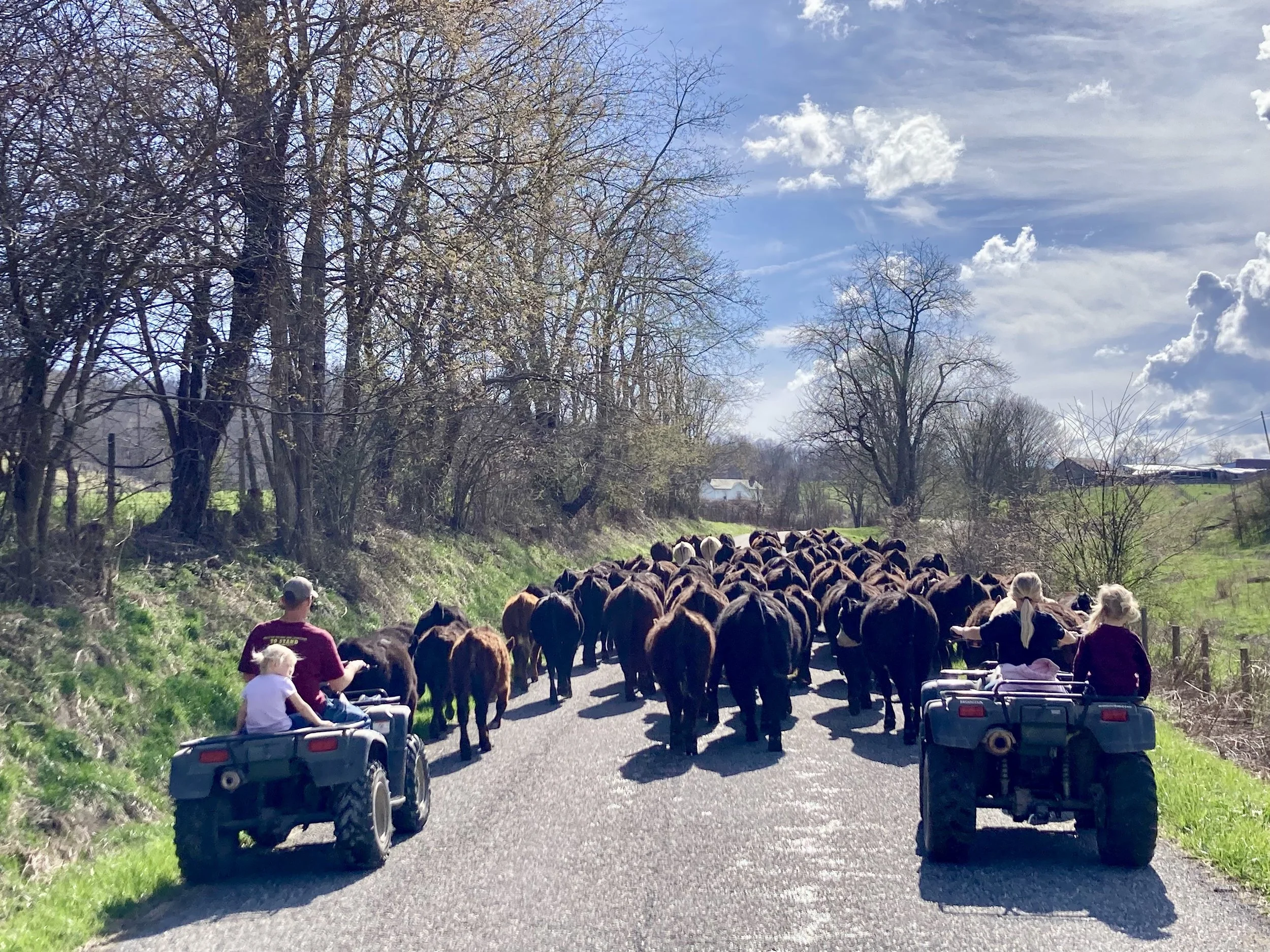 First Calf, Cattle Drive, Body and Soul