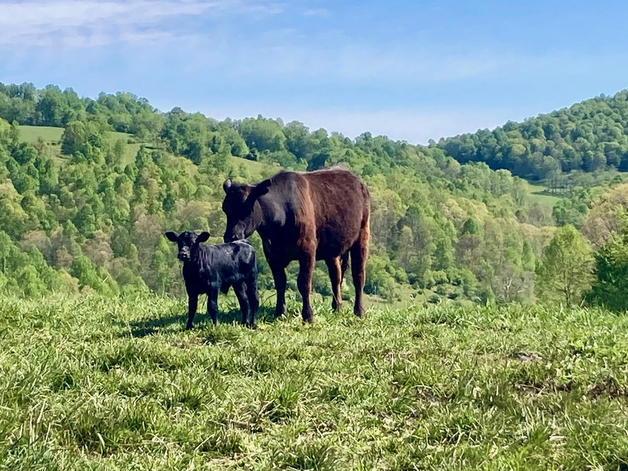 Field Trip, Chicks to Pasture