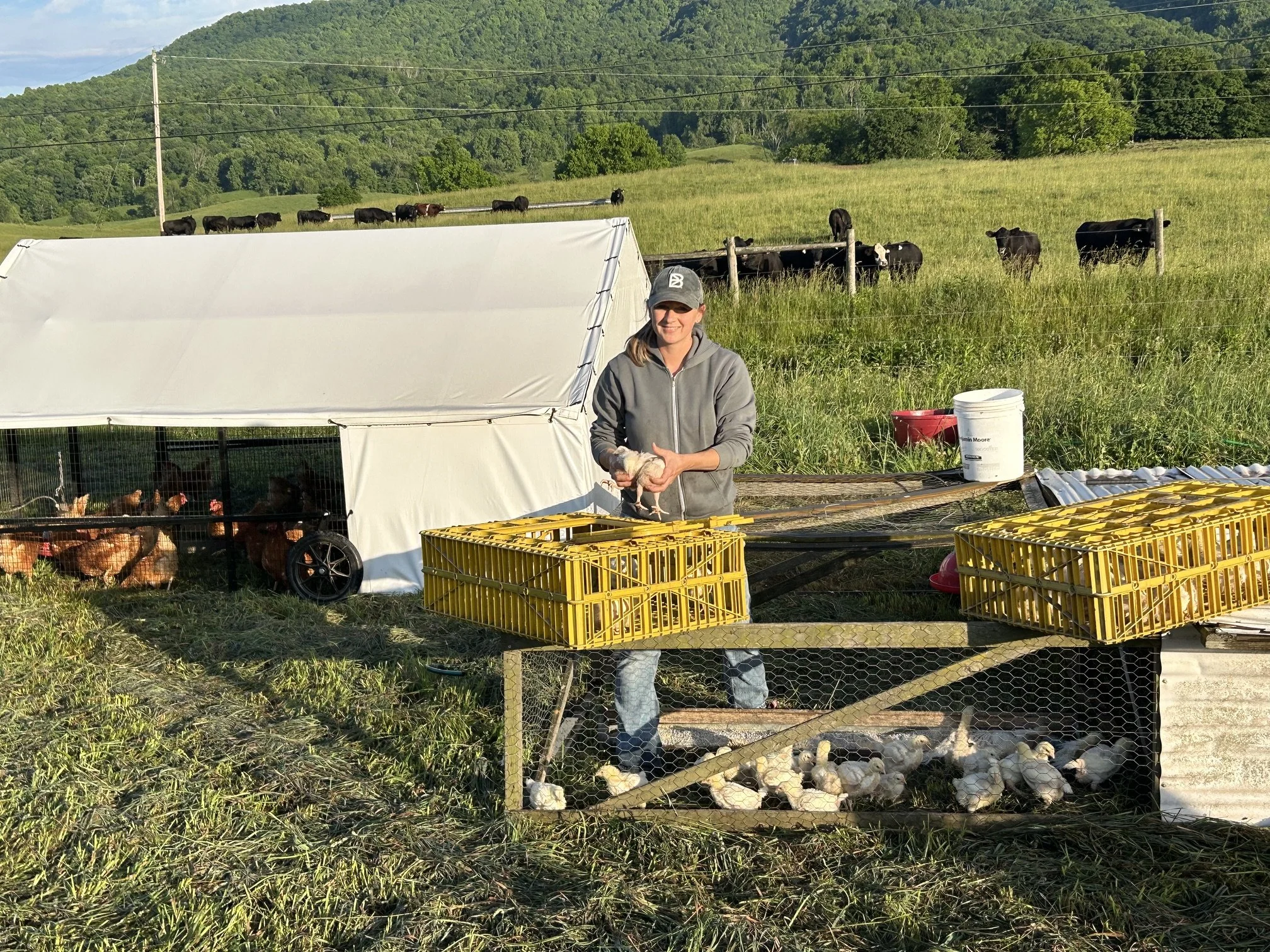 First Chicken Harvest, Hay Mowing