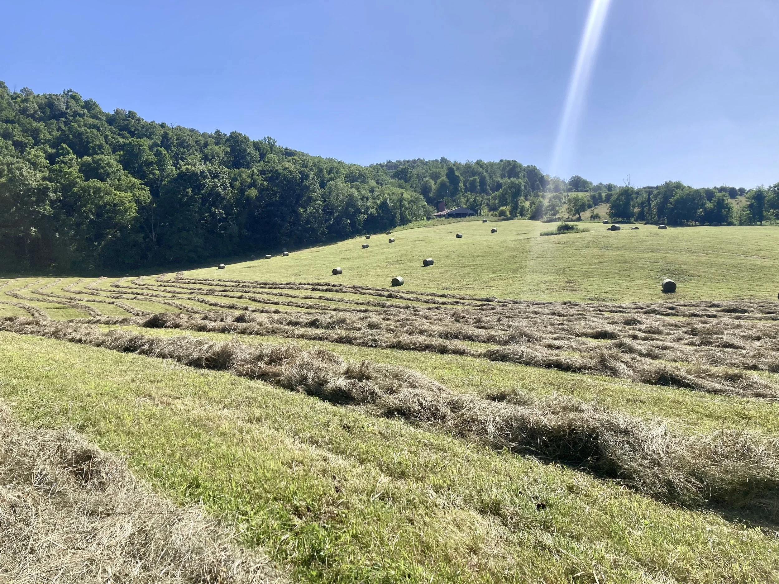 Back to the Hay Field, Pullin’ Pork