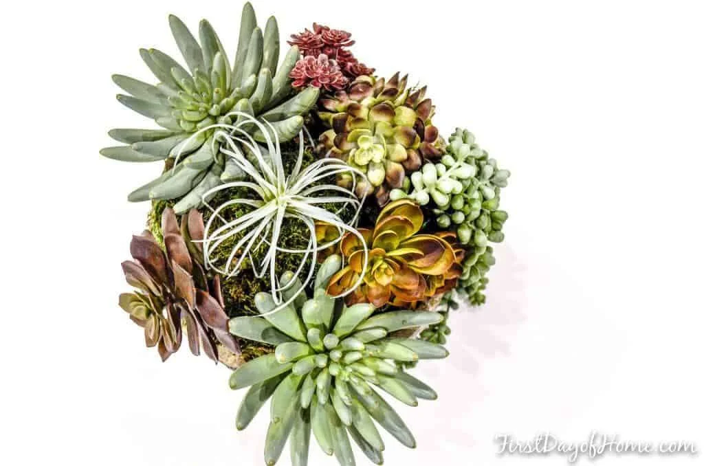 faux succulent arrangement