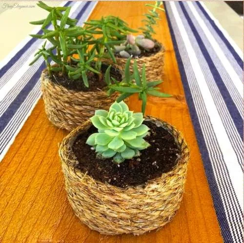 Succulents planter arrangement that doesn't suck