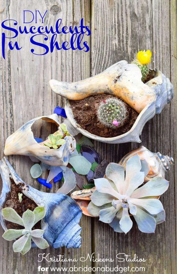 succulents arrangements in a sea shell!