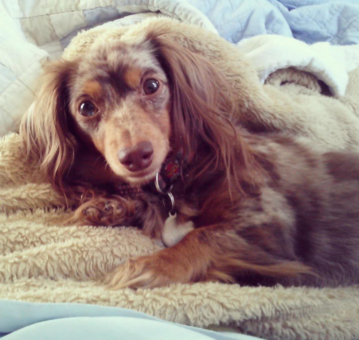 Dachshund Puppies Kansas / Miniature Dapple Dachshund Puppies For Sale