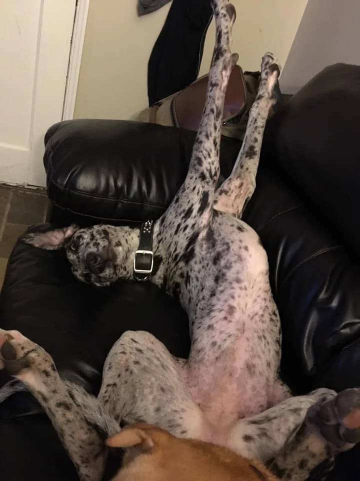 Echo