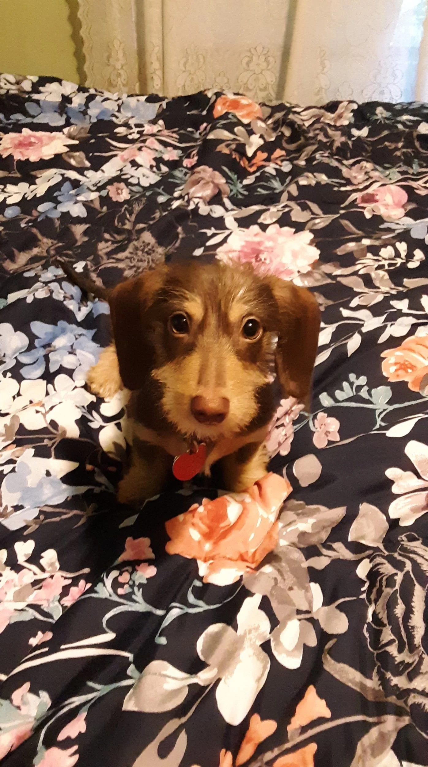 Coco