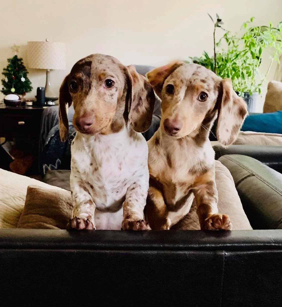 Owen and Ollie