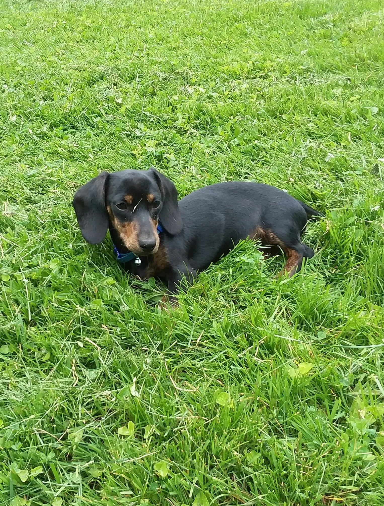 Gus