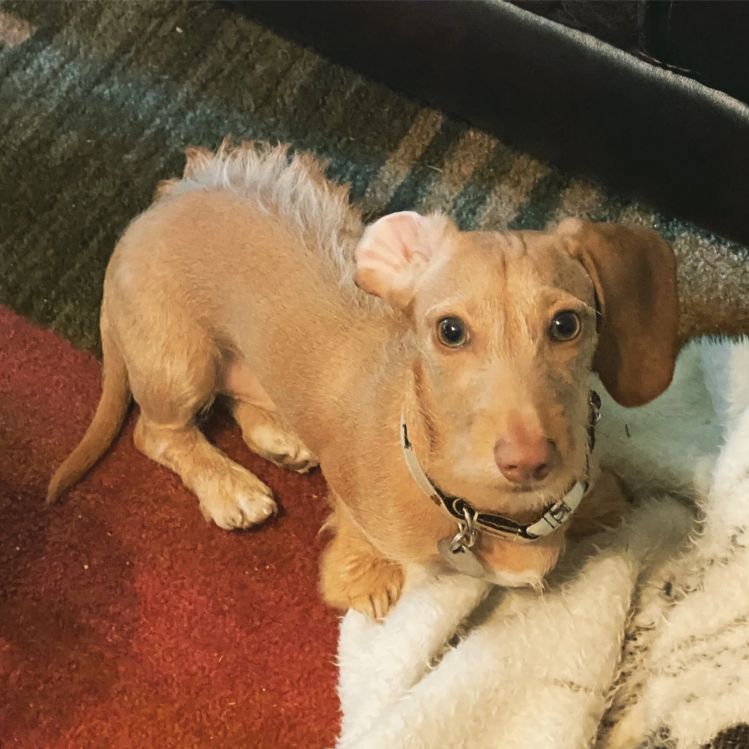 Cooper