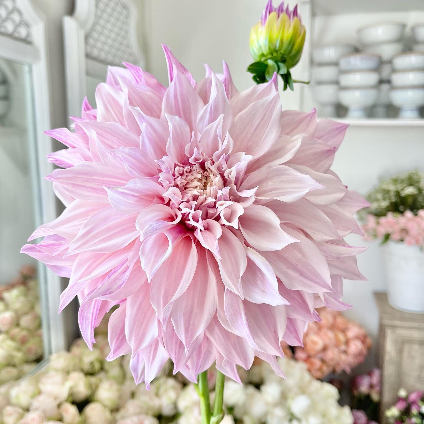 september 🗓 

Not quite fall, but I look forward to this shift every year.

🍂 easing back into a school routine with the kids 
🍂 looking forward to cooler tempatures
🍂 candles, lattes and all things cozy 
🍂 dahlias hit their peak - like this stu