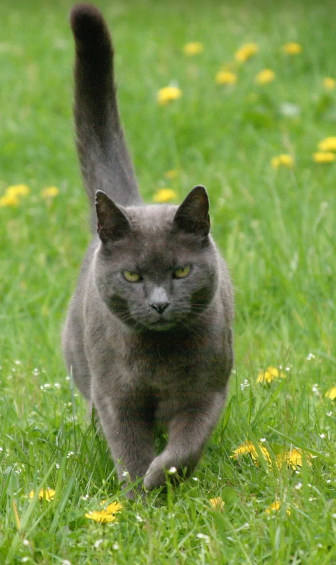 ESOGETIC THERAPIES FOR CATS