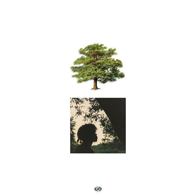 trapo - shade trees