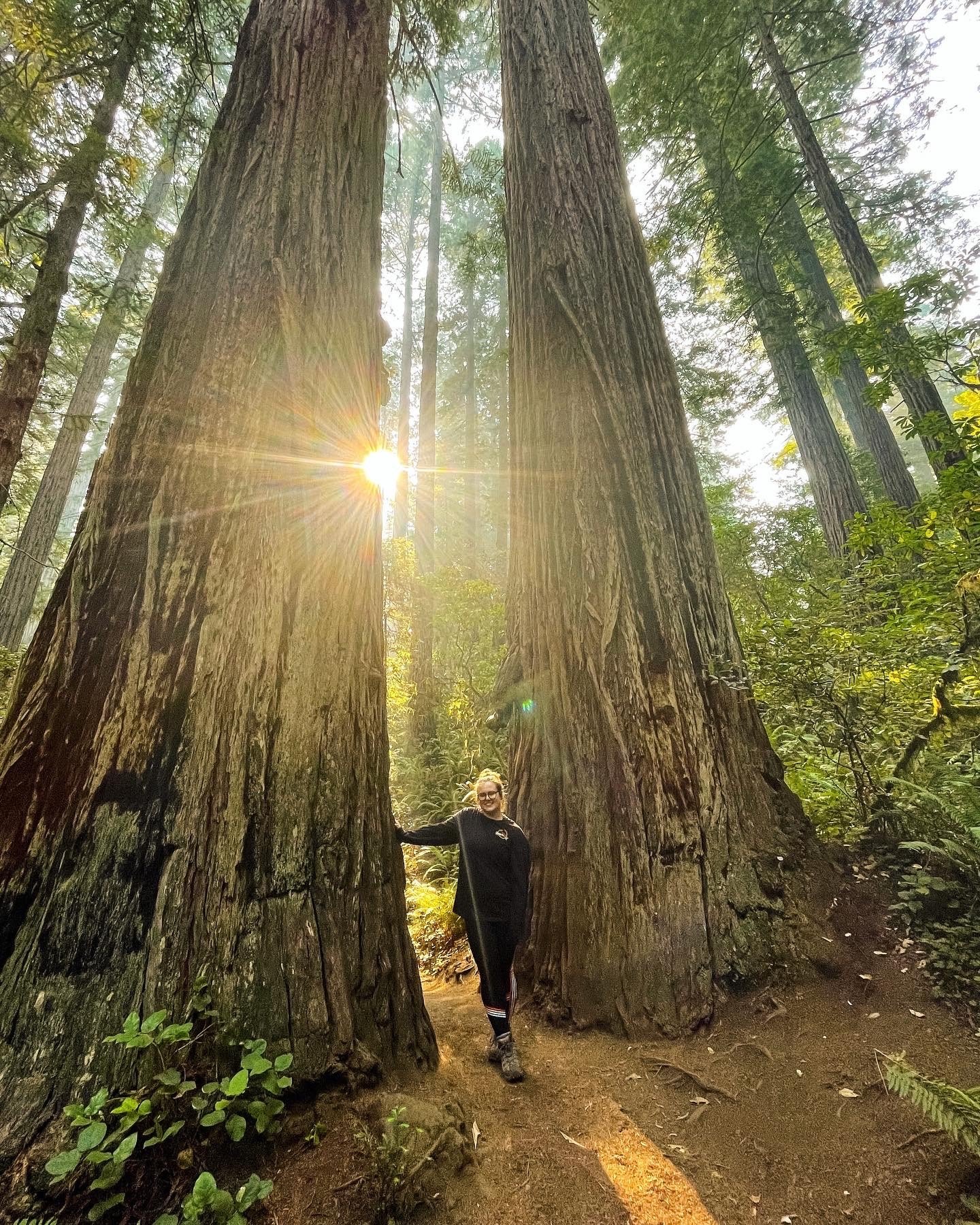 Redwoods 1.jpg