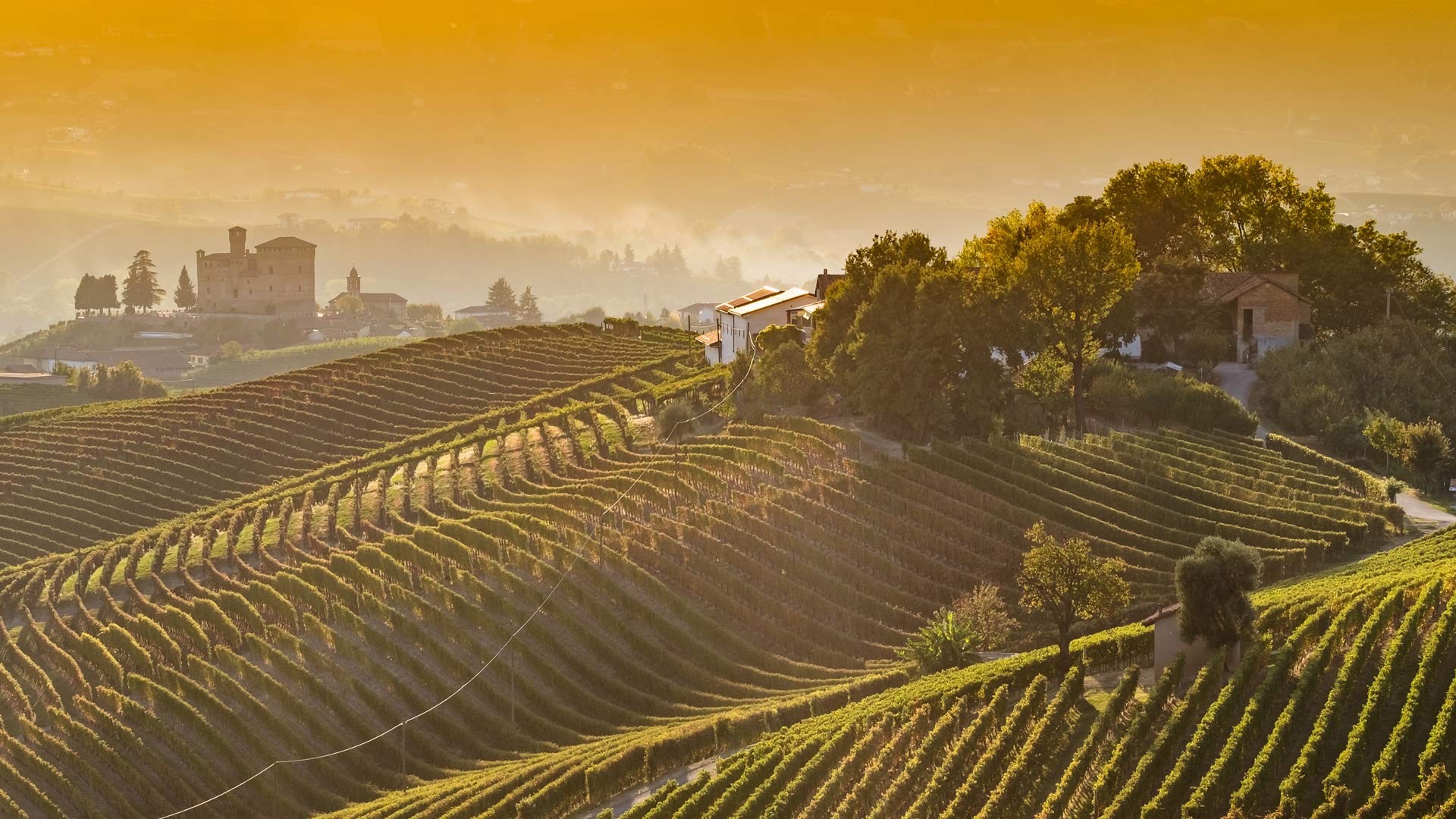 vineyards2.jpg