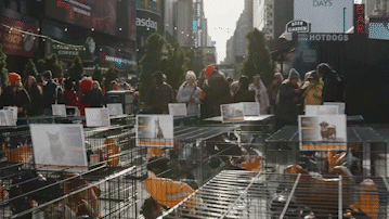 sunny walk up_1.gif