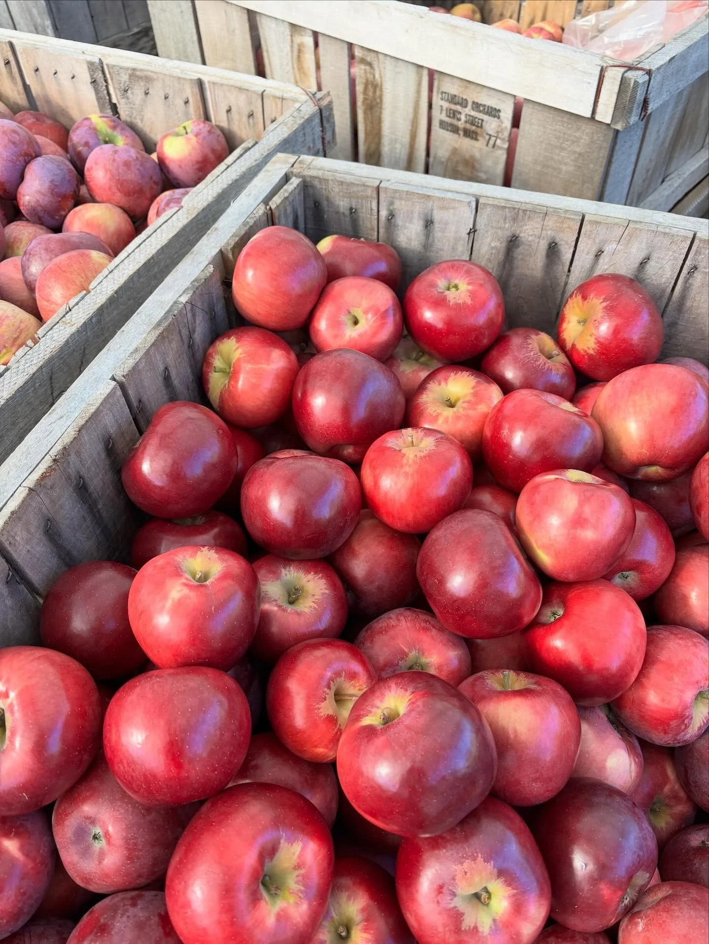 Thank you all for showing up in full force for the last fruits of 2025. 

We have 9 bins of apples remaining and 1.5 bins of sweet potatoes. Tomorrow will likely be our last day of the season. Open Sunday 12pm-5pm.

Blue Bag Special is still on &mdas