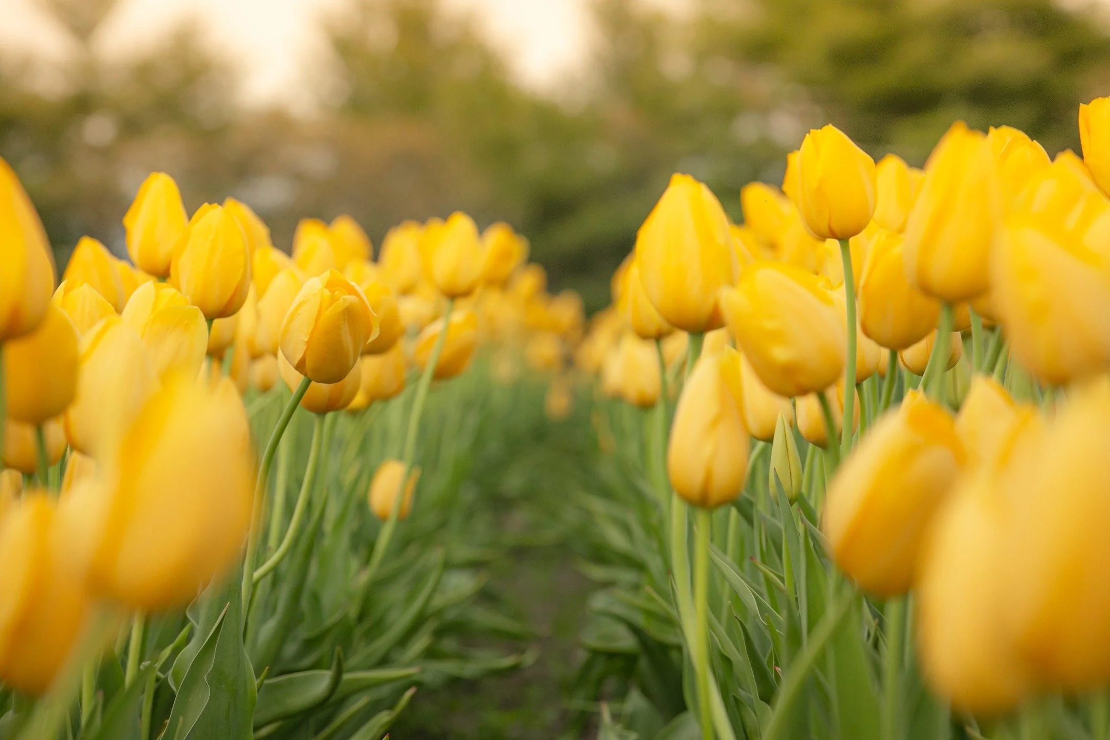 Tulip picking is around the corner! If you have a group of approximately 15-30 people (work team, book club, church group, garden club, ect) and would like to schedule to pick tulips on April 28, 29 or 30 please send us an email at ferjulianfarm@gmai