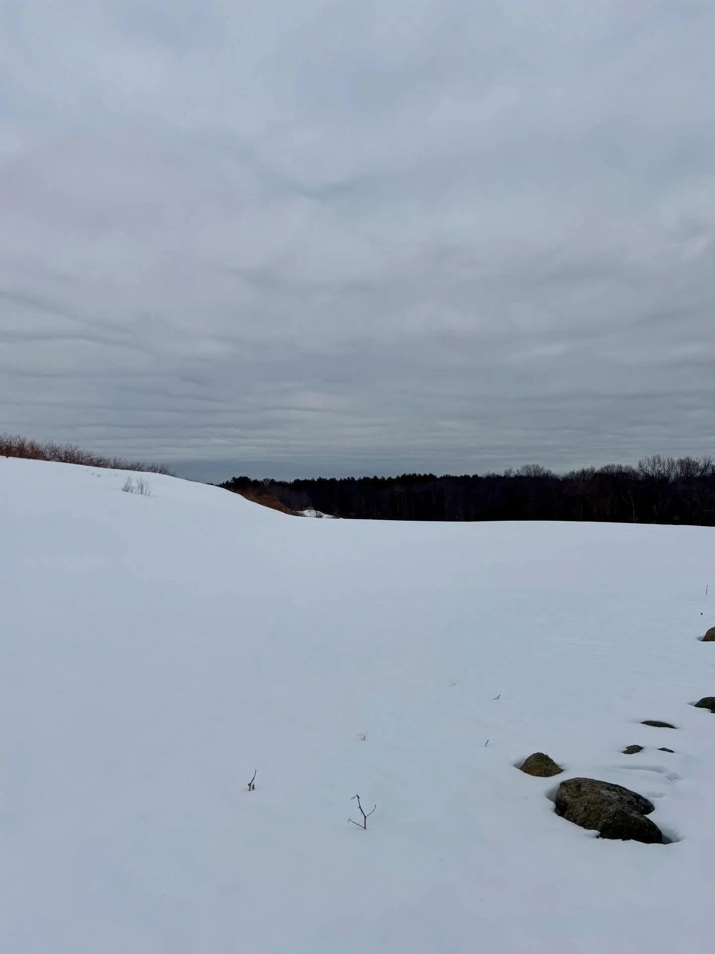 NEXT MONTH this field will explode with 350,000 tulips (the most we&rsquo;ve ever planted!) and we can&rsquo;t wait to welcome you for tulip picking.

Tulips are a fickle crop. They bloom somewhere around the 20th of April and last from 7 -15 days de